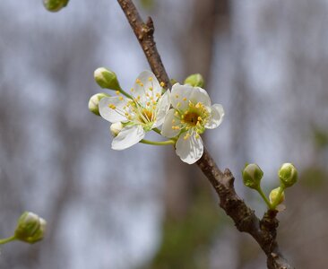 Bloom flower tree photo