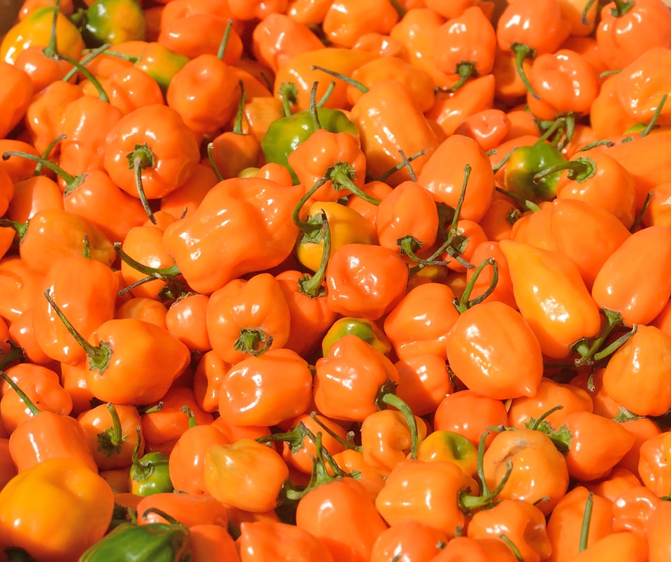 Garden orange produce