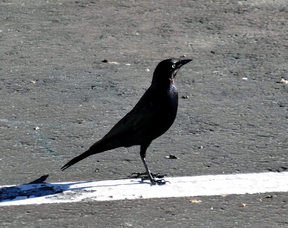Standing bird on blacktop on road