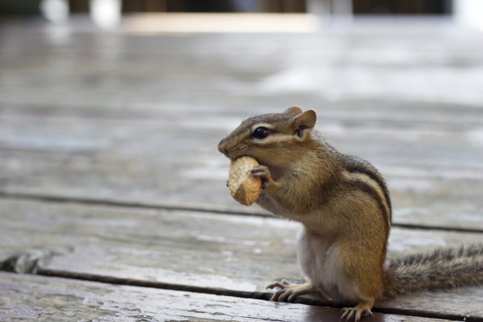Nature rodent cute