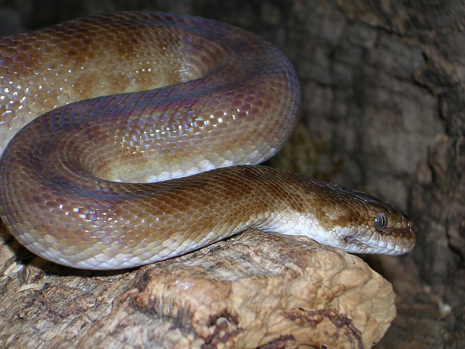 Antaresia childreni australia snake