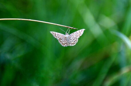 Moth hang green