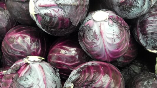 Food purple cabbage