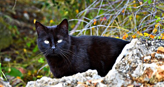Black cat's eyes attention photo