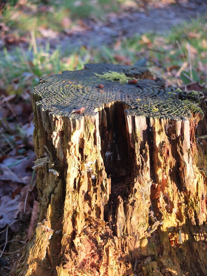 Sawed off decay decomposition