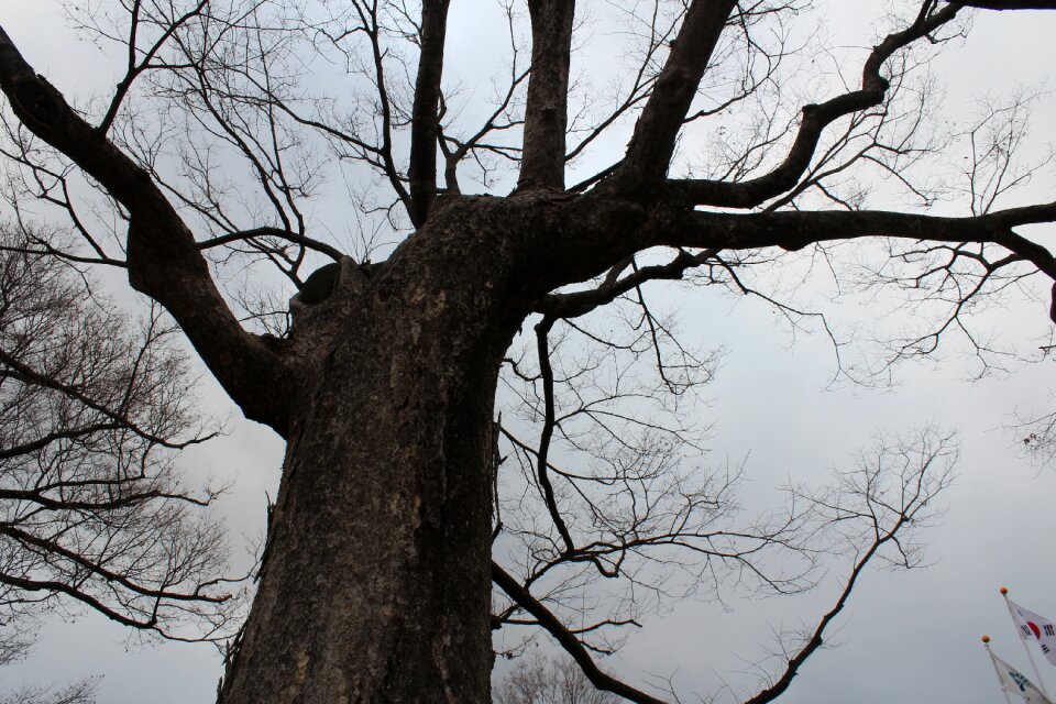Dead tree wood wood winter tree