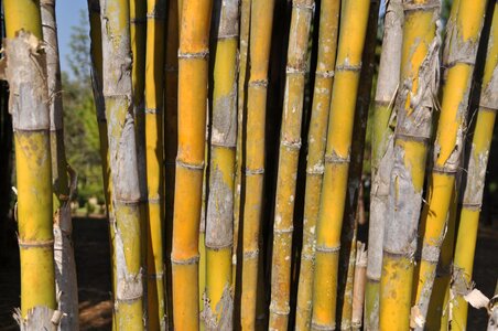 Asia nature plant