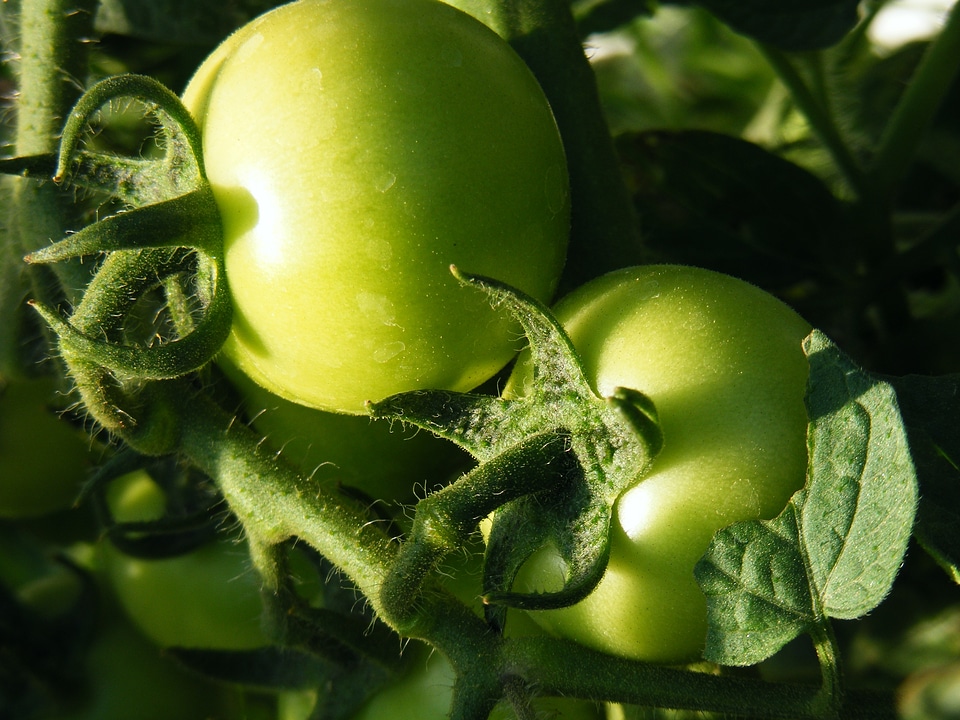 Vegetable fresh vegetarian