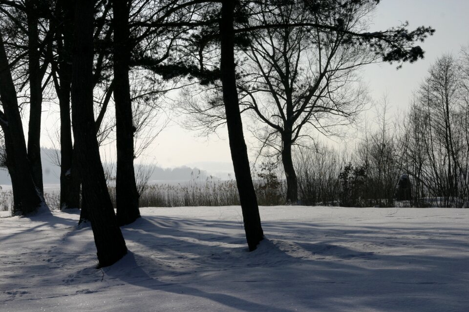 Winter trees snow