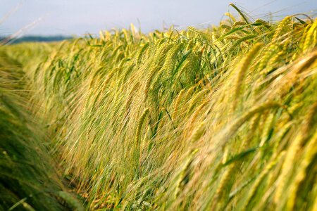 Cereal nature crop