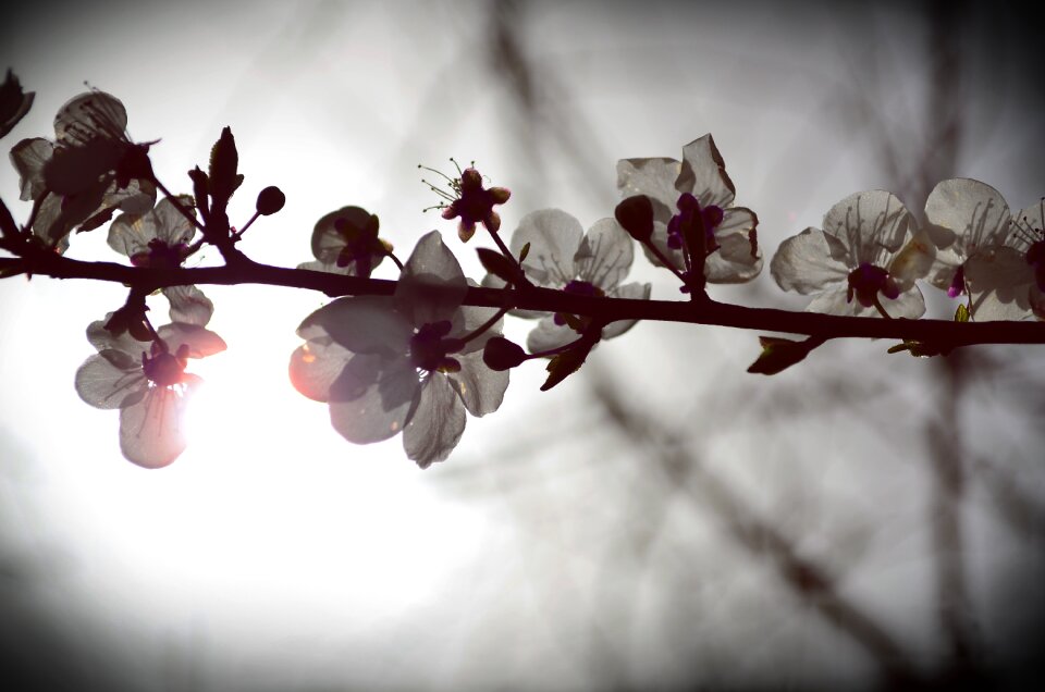 Spring flower nature green