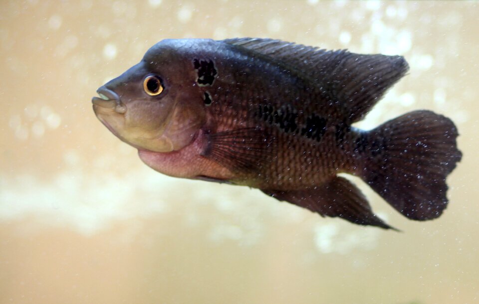 Exotic fish silver upset