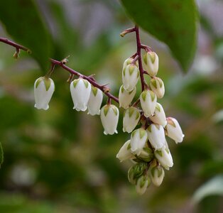 Shrub flower blossom
