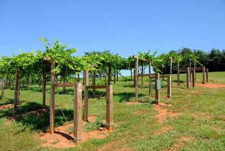 Usa wine agriculture photo
