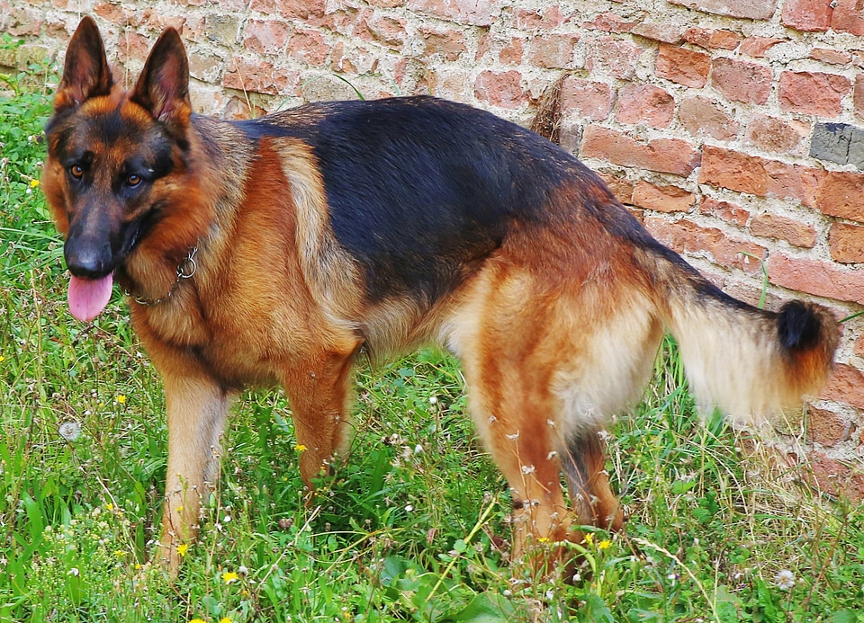 Domestic mammal purebred