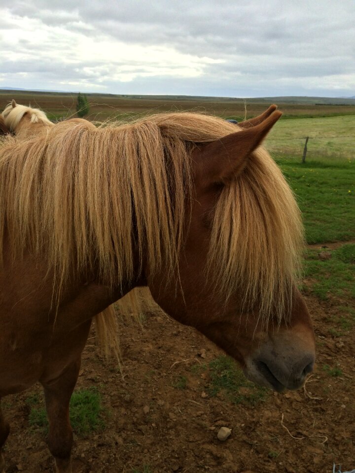 Icelandic pasture