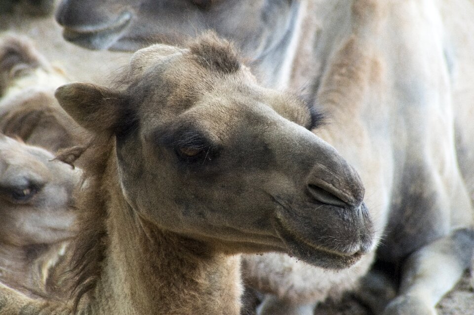 Hump water hump hot