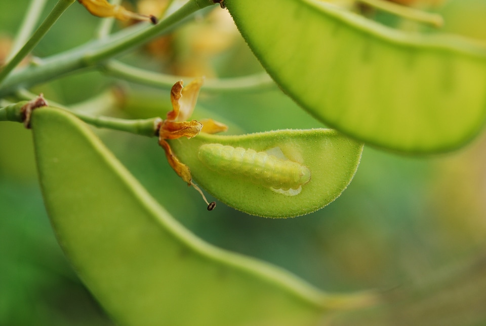 Pods seed pods pest