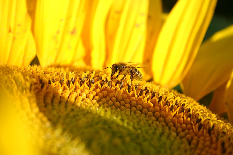 Sunflower nature crop