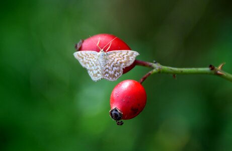 Green maces plant