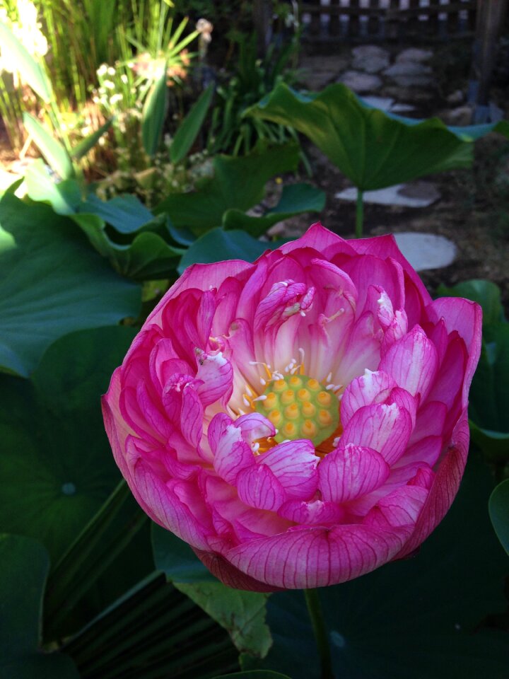 Lotus two days aquatic