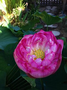 Lotus two days aquatic