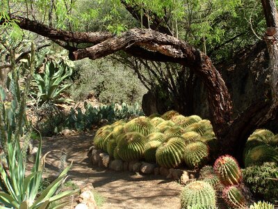 Succulent plant botanical photo