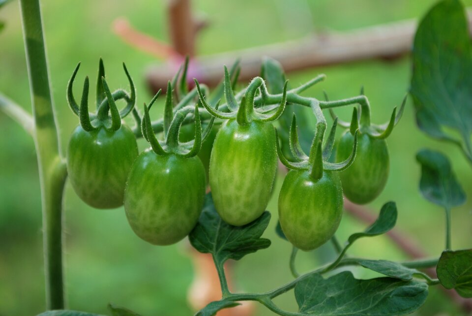 Vitamin article nafut green