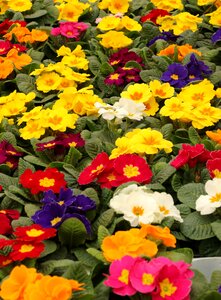 Plant nature colorful