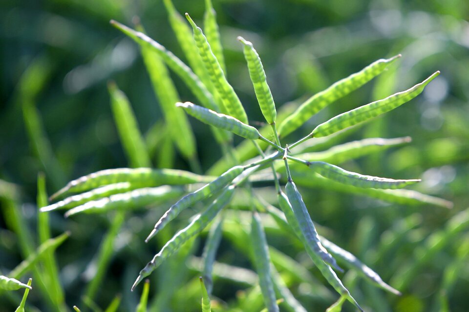 Colza nature crop