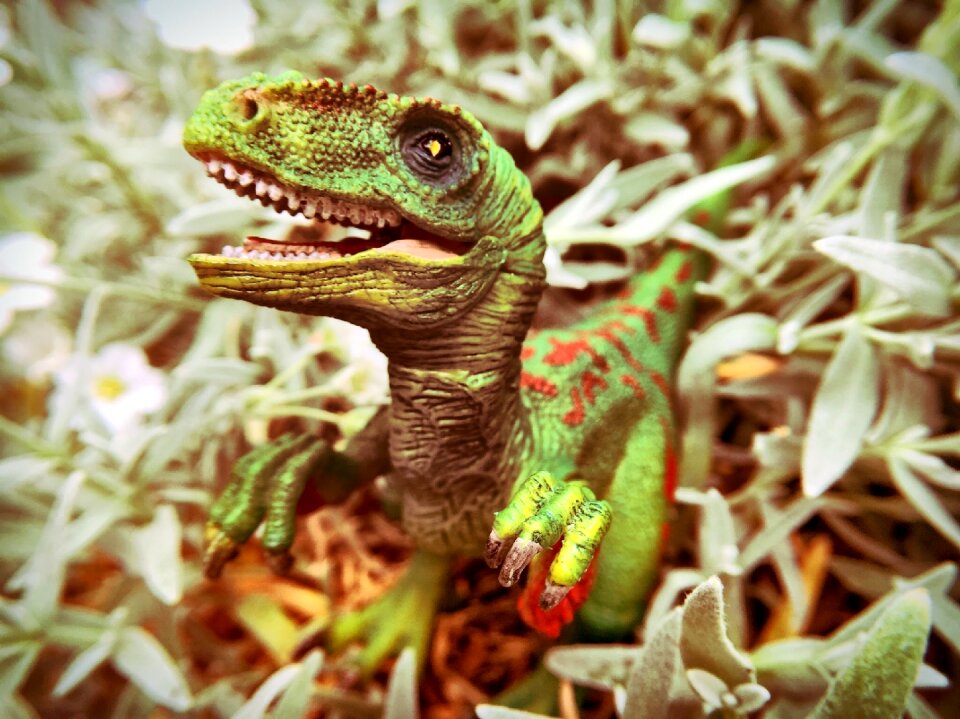 Predator carnivores velociraptor