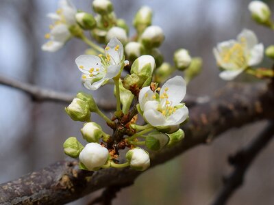 Bloom flower tree photo