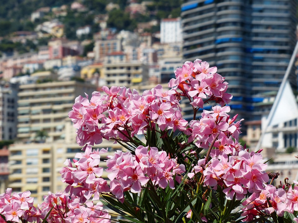 Pink nerium oleander laurel rose