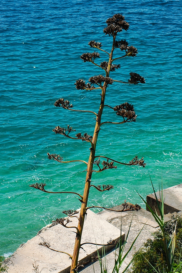 Inflorescence tribe agave flower