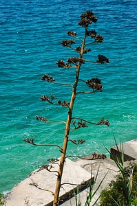 Inflorescence tribe agave flower