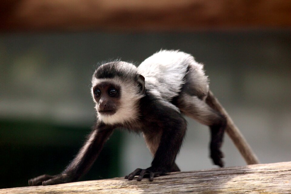 Primacy monkey zoo