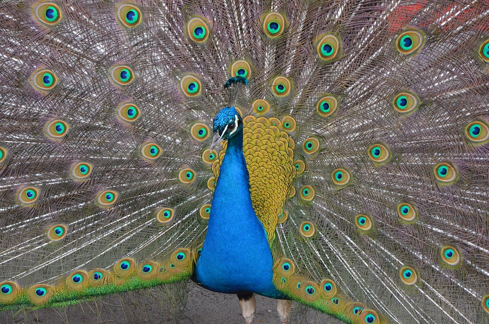 Feather blue peacock feathers