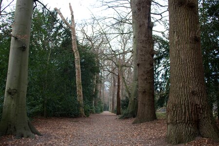 Landscape leaves trees