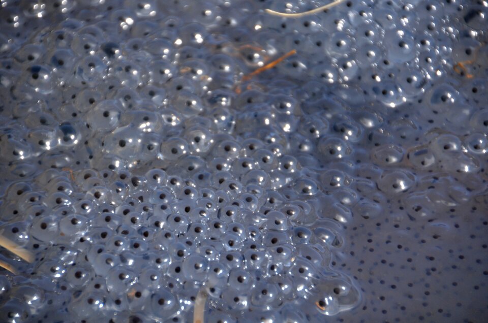 Frog eggs nature drop