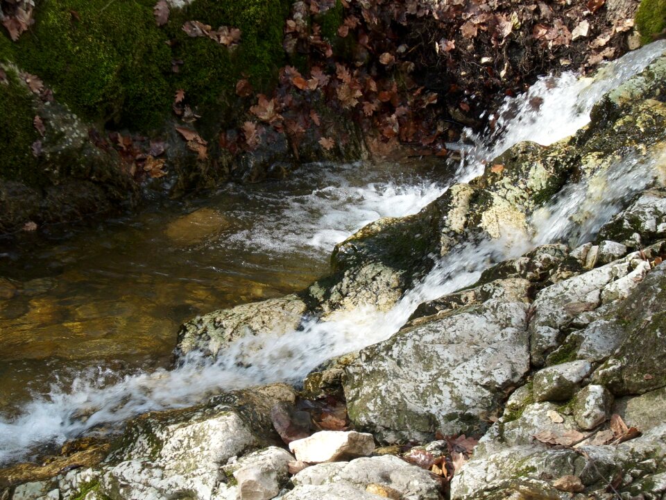 Excursion the forest stream