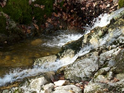 Excursion the forest stream