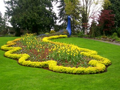 Colorful flowers plant