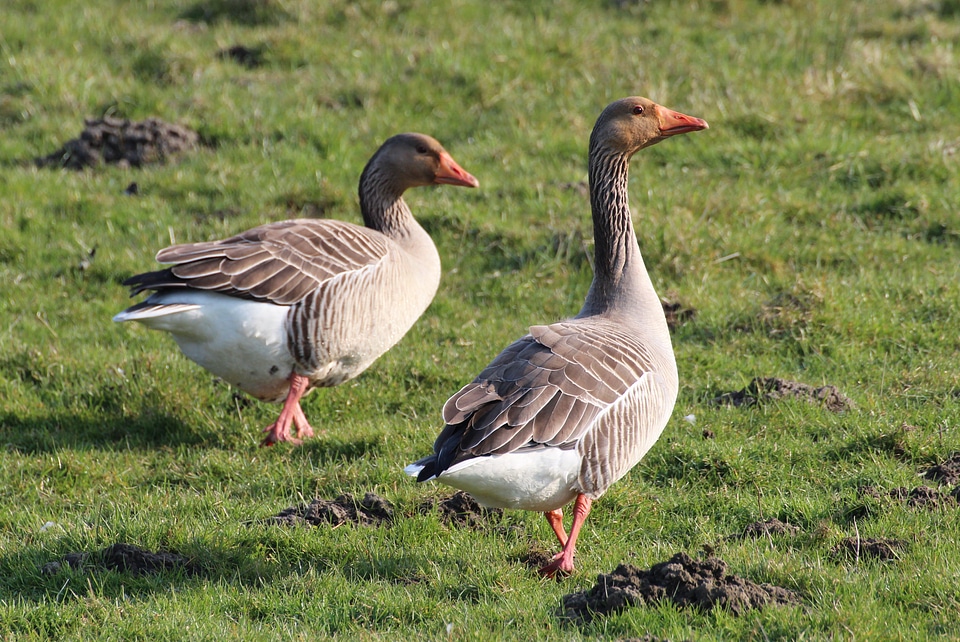 Field goose bird animal