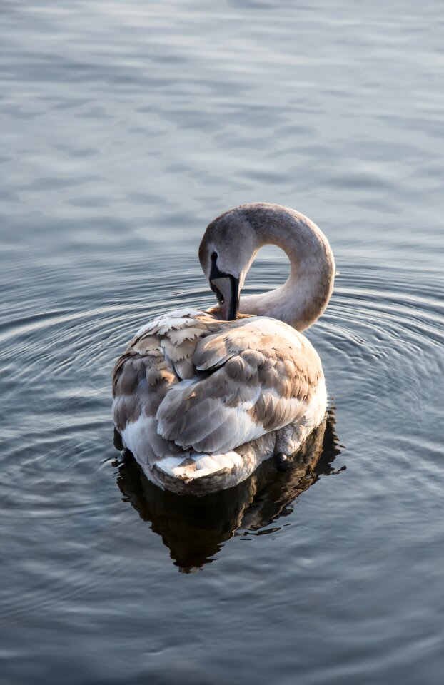 Water lake bird