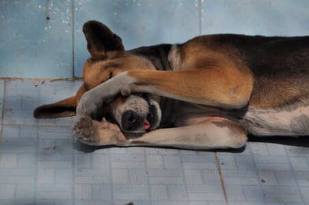 Tired sleepy cute