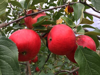 Apple red apple tree photo