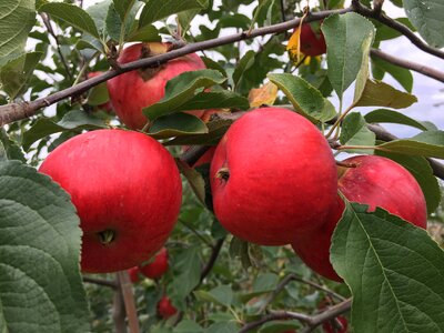 Apple red apple tree