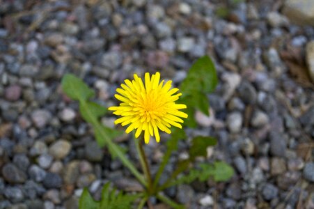 Summer yellow color