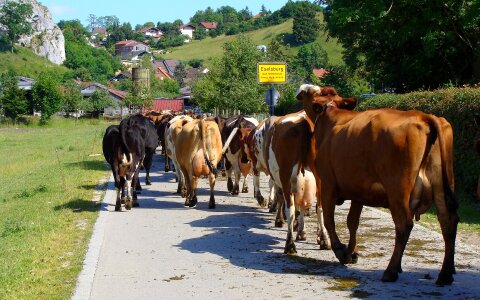 Eselsburg eselsburg valley cattle drive photo