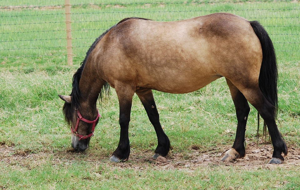 Country life pony mane